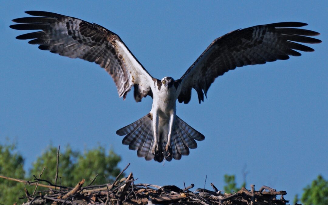 Osprey